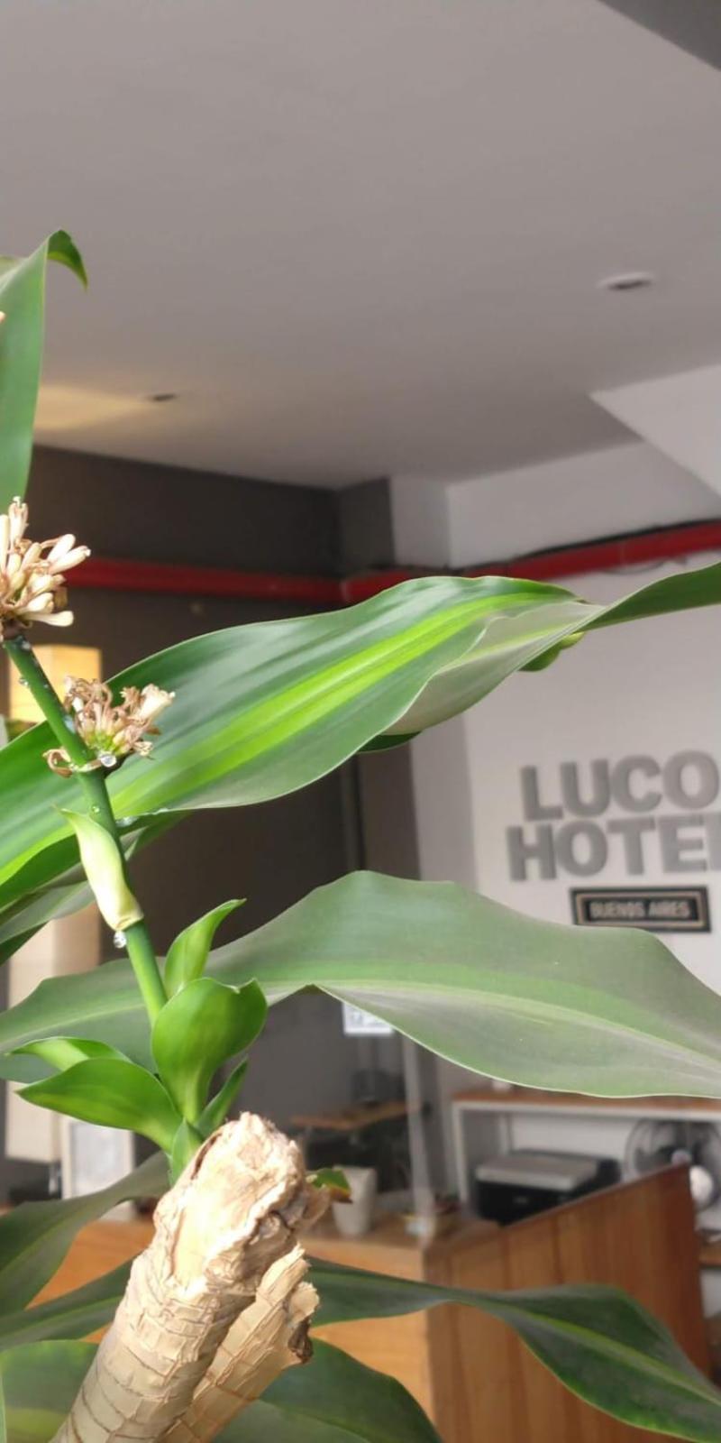 Luco Hotel Buenos Aires Exterior photo